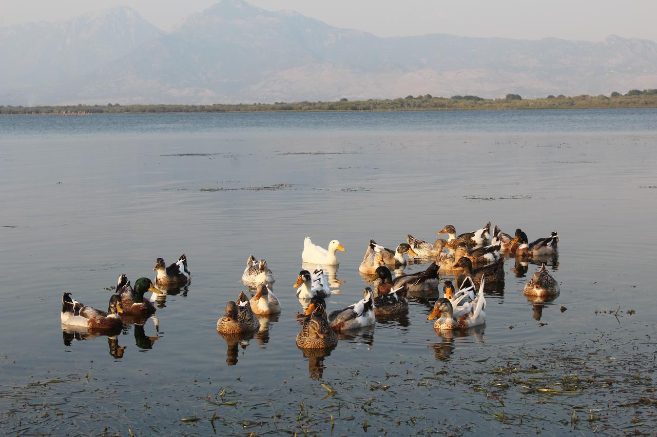 Hotel Shkodra Lake Shiroka Ngoại thất bức ảnh